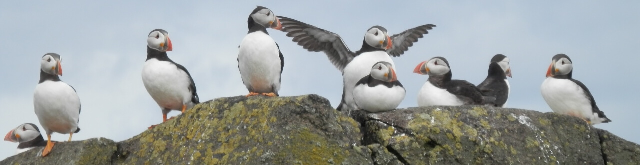 A group of puffins