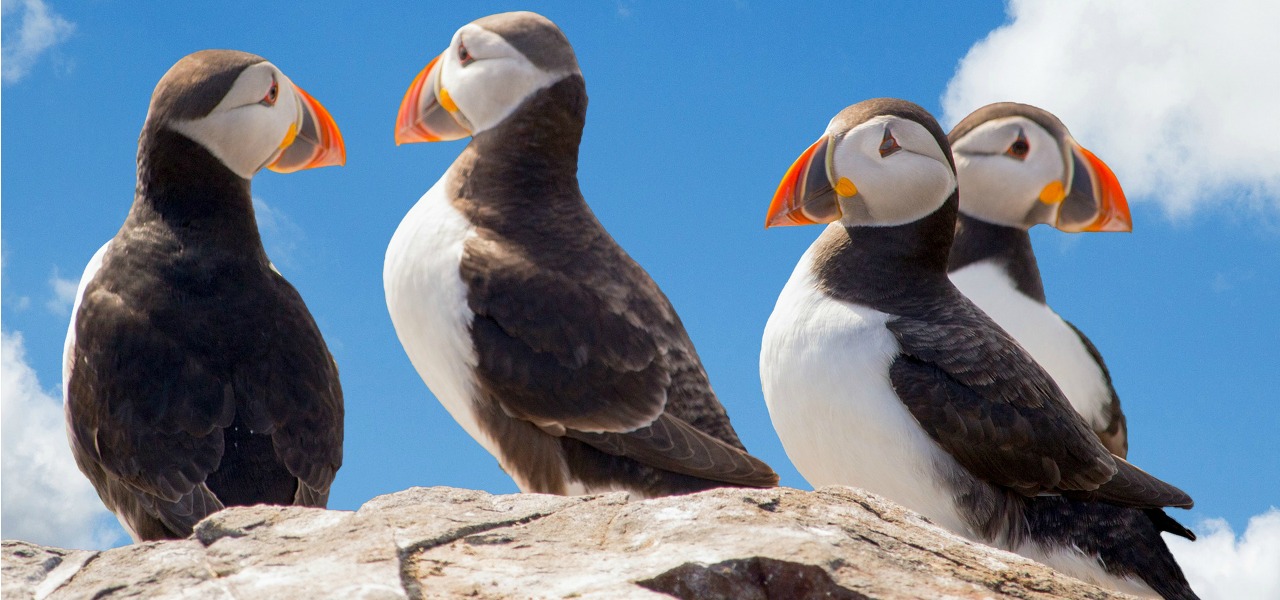 Puffins in the UK