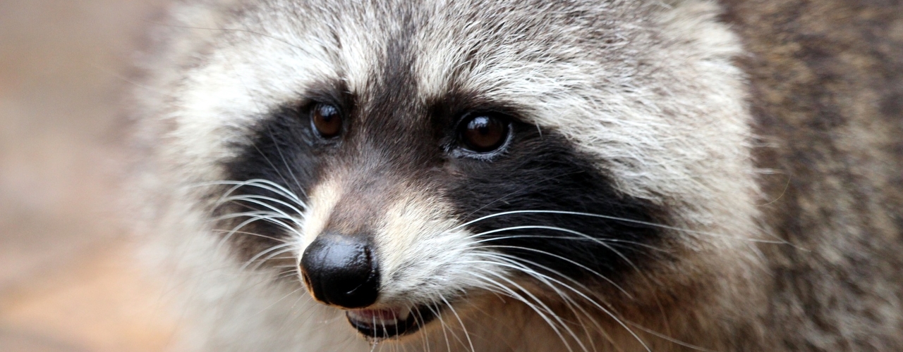 A raccoon's face