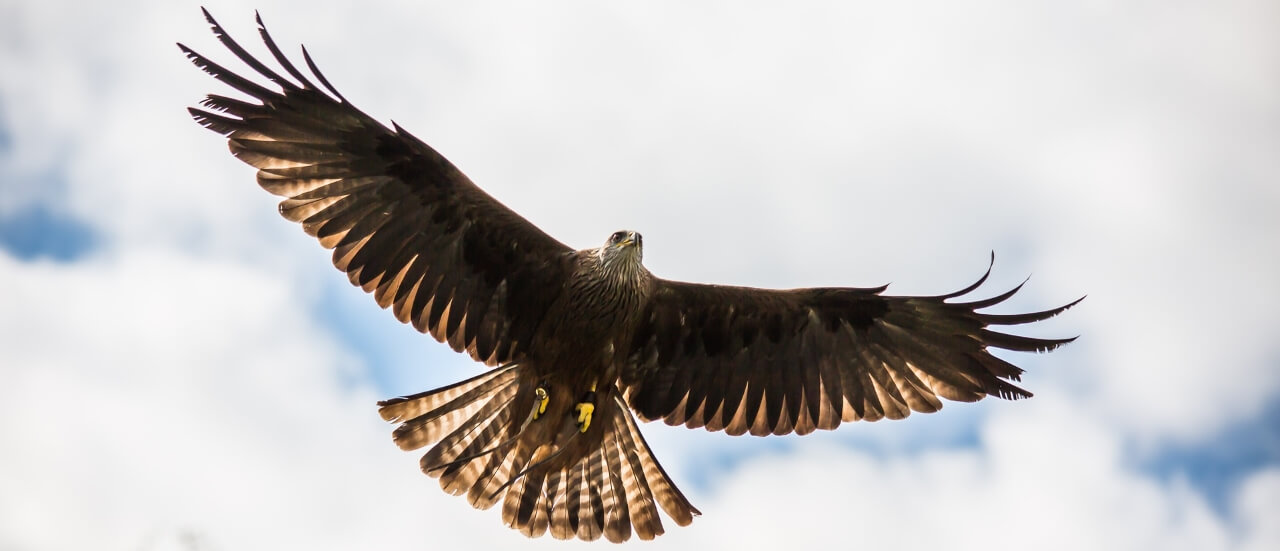 A red kite at Gigrin Farm in Wales