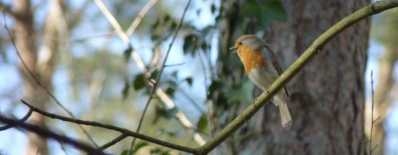 A robin singing on a branch
