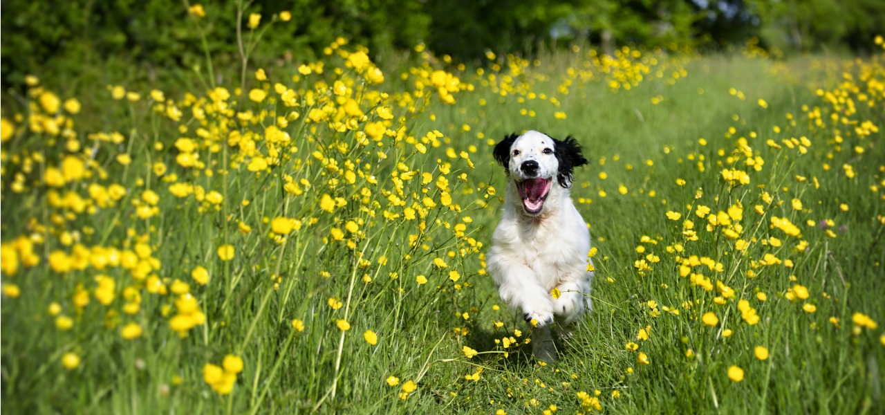 Cotswolds walks with dogs 