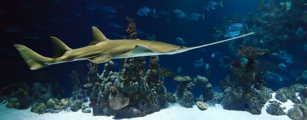 A shark in an aquarium