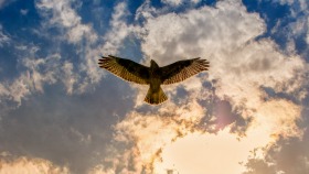 Loch Lomond Bird of Prey Centre 