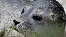 Natureland Seal Sanctuary