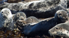 Grey seals