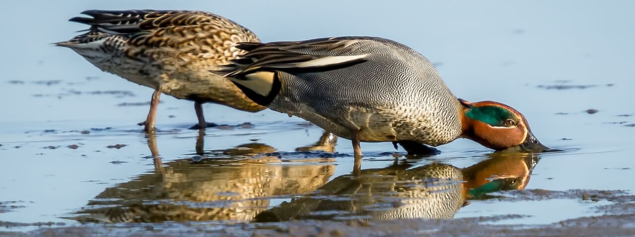 Wading birds at Hayle Estuary