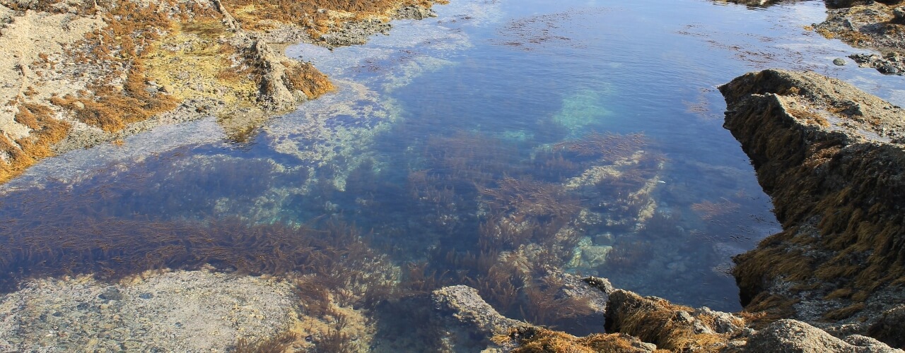 The natural waters of a tidal pool