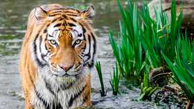 Highland Wildlife Park Scotland