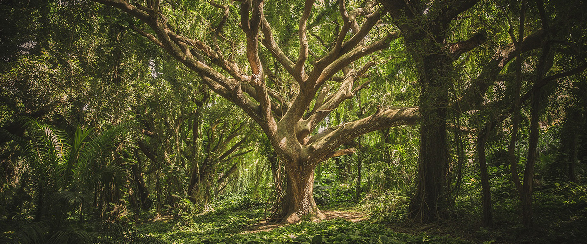 Famous British Forests