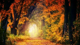 Westonbirt Arboretum